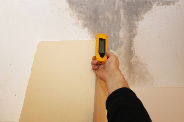 Best Commercial Mold Inspection  in Bangs, TX