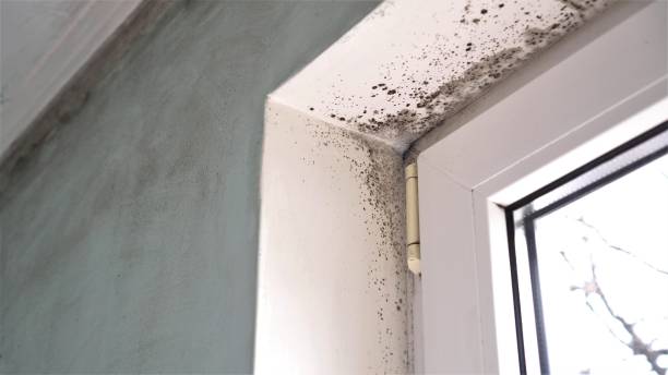 Best Commercial Mold Inspection  in Bangs, TX