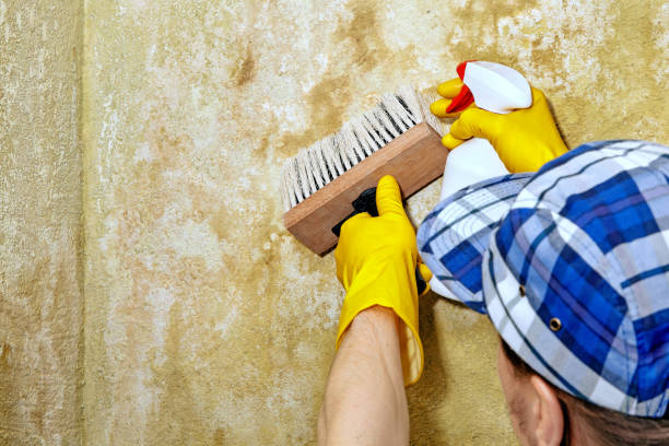 Professional Mold Removal in Bangs, TX